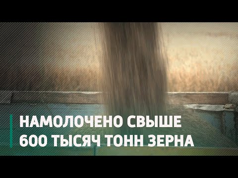 В регионе намолочено свыше 600 тысяч тонн зерна видео