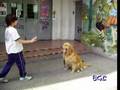 Can Aquiles, Golden Retriever mcho con Martin