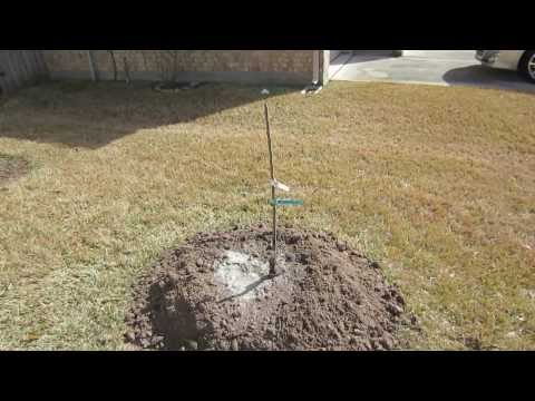 how to replant a cherry blossom tree