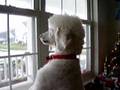 Caniche video