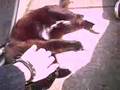 Catbook Movie: Dorian sunbathing