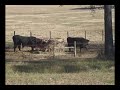 Blue the Border Collie Herding cattle in the upper feedlot