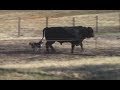 Border Collie video