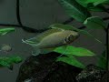 neolamprologus pulcher (daffodil) http://cmcas.com.br/forum