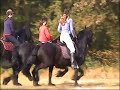 friese paarden onder zadel friese paarden onder zadel