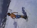 Ski torse nue Ski torse nue