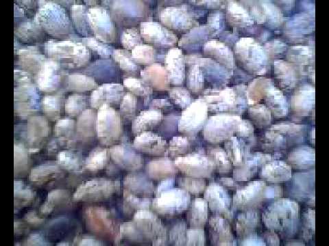 castor beans
