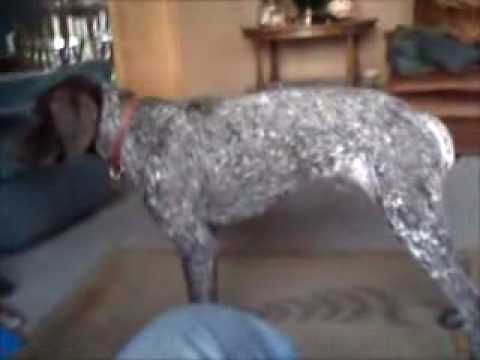 how to administer benadryl to dogs