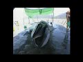 Bryde's Whale Dying from Plastic Bag...