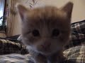 may we introduce you to huckleberry finn,  the new wee kitten that will hopefully move in with us at the end of april and will end fr�ulein gizzy�s boredom. we love the cute lad already.
hucky was born on january 12th and is a norwegian forest cat. we couldn�t love him more.

darf ich mich vorstellen, huckleberry finn, geboren am 12. januar 2008 und ab april mitbewohner von cookie, gizzy, strangeattractor291 und honeybea264. dort werde ich als personal fitness trainer das fr�ulein gizzy ordentlich in form bringen.

for charlie
music: john martyn