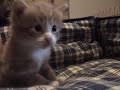may we introduce you to huckleberry finn,  the new wee kitten that will hopefully move in with us at the end of april and will end fr�ulein gizzy�s boredom. we love the cute lad already.
hucky was born on january 12th and is a norwegian forest cat. we couldn�t love him more.

darf ich mich vorstellen, huckleberry finn, geboren am 12. januar 2008 und ab april mitbewohner von cookie, gizzy, strangeattractor291 und honeybea264. dort werde ich als personal fitness trainer das fr�ulein gizzy ordentlich in form bringen.

for charlie
music: john martyn