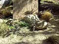 our 5 y.o. african spur-thighed tortoises getting excited and single-minded about food (turnip greens).