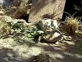 African Spur-Thighed Tortoise Feeding Frenzy African Spur-Thighed Tortoise Feeding Frenzy