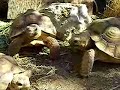 our 5 y.o. african spur-thighed tortoises getting excited and single-minded about food (turnip greens).