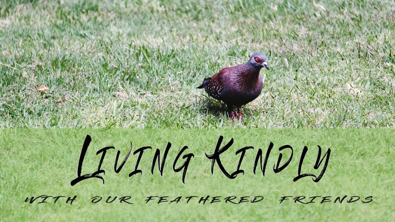 Living kindly with our feathered friends