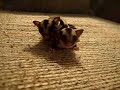Baby sugar gliders Baby sugar gliders