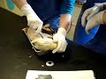 Fetal Pig Dissection Fetal Pig Dissection