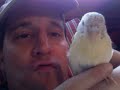 Addy the parakeet joins the Nalts family. An early Christmas gift for 10-year-old Kate. Addy replaces 