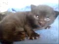 2 week old Sooty
