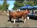 Leskovac 2008 Izlo?ba krava Simentalske rase Leskovac 2008 Izlo?ba krava Simentalske rase