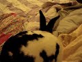 Rabbit Kiss by Oreo:]