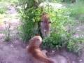 videos de Gradina Zoologica Targu-Mures