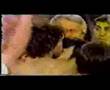 Ray Mancini vs. Arturo Frias