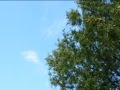 Evolution of a Chemtrail!