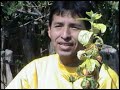ALBA ANDINA DE LLUSITA - AYACUCHO