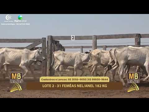 514� LEIL�O VIRTUAL MB LEIL�ES