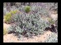 Salvia dorrii, Desert Sage is a beautiful shrub Salvia dorrii, Desert Sage is a beautiful shrub