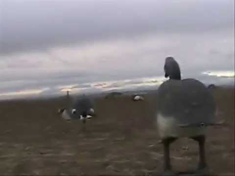 Waterfowl Hunting