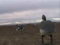 Waterfowl Hunting