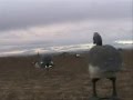 Waterfowl Hunting