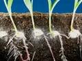 Time lapse fast growing corn  roots and leaves growing