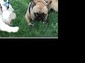 French Bulldog Wishbone War