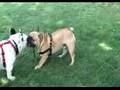 Bulldog Francés video