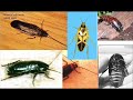 The Powers of the Cockroach