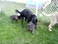 Can you tell me what dog is gay? Part 2