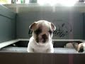 Talking Frenchies