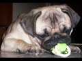 My sweet and horrible pug saveria :) My sweet and horrible pug saveria :)