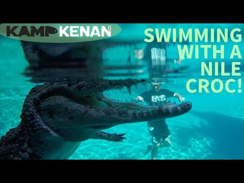 YouTube reptile video
