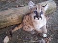 Mountain Lion & African Lion Cubs in Maine!!!!! Mountain Lion & African Lion Cubs in Maine!!!!!