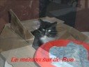 Moi vouloir etre chat