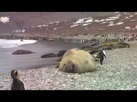 Southern Ocean 2006 - St Andrews ...