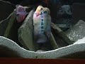Flowerhorn breeding Richard & Gina - 247Nino Flowerhorn breeding Richard & Gina - 247Nino