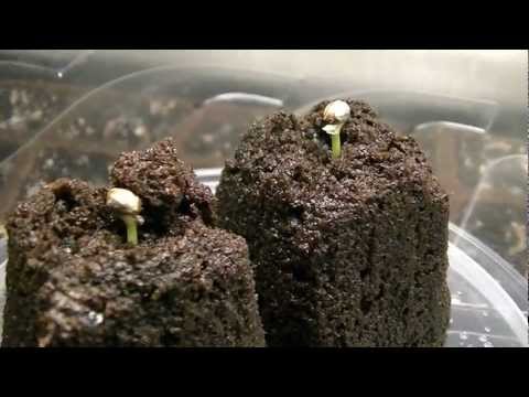 how to transplant seedlings after germination
