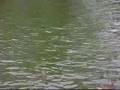 videos de ducks and terns diving and feeding