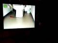 videos de Bello kijkt naar wc kat