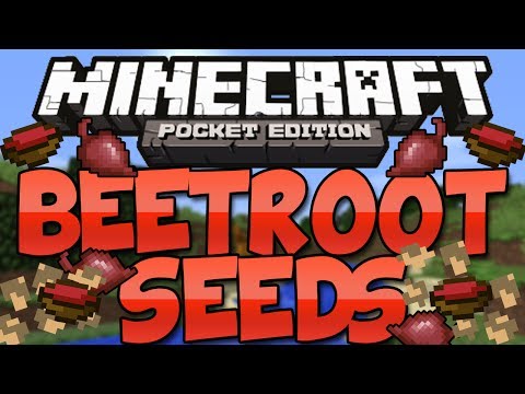 how to harvest beetroot seeds